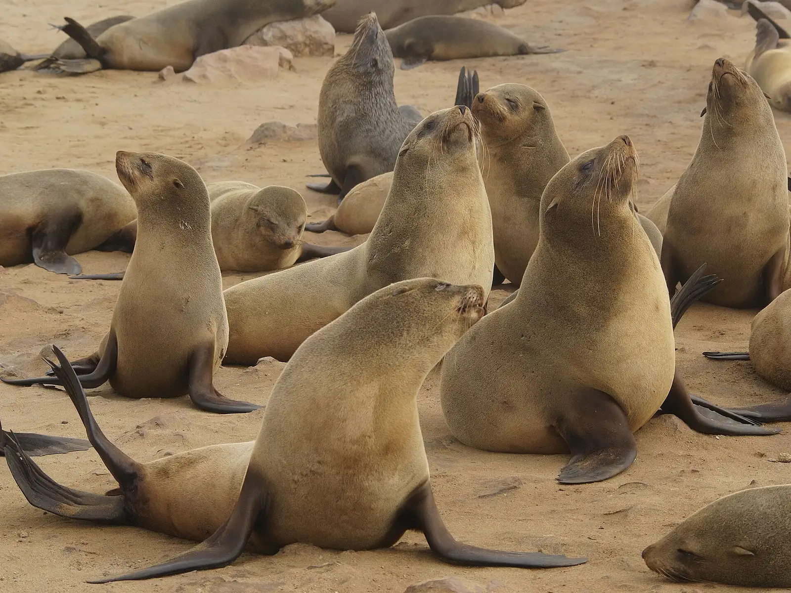 Thousands of Cape fur seals crowding the rocks at the Cape Cross Seal Reserve