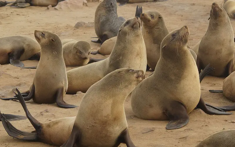 Thousands of Cape fur seals crowding the rocks at the Cape Cross Seal Reserve