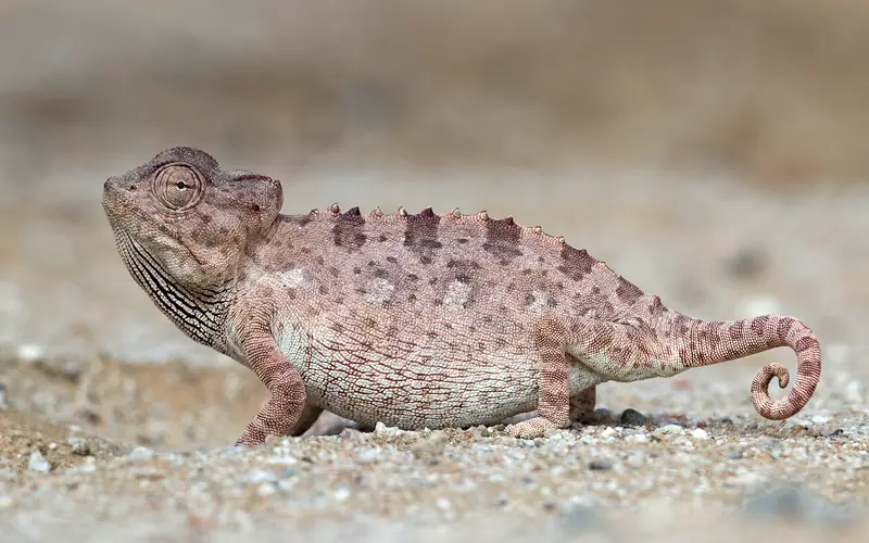 Namaqua chameleon on the sand during a Living Desert tour near Swakopmund