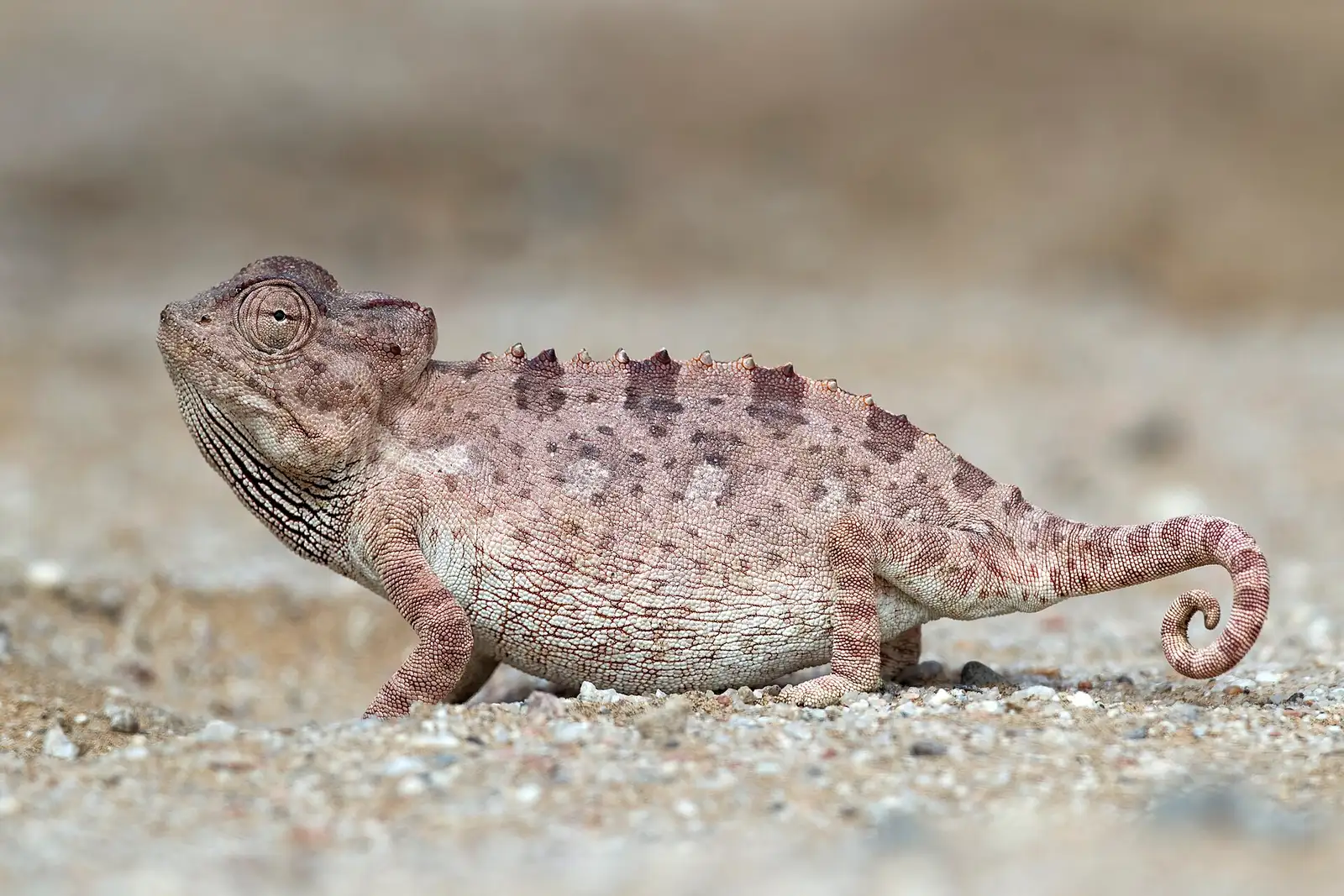 Namaqua chameleon on the sand during a Living Desert tour near Swakopmund