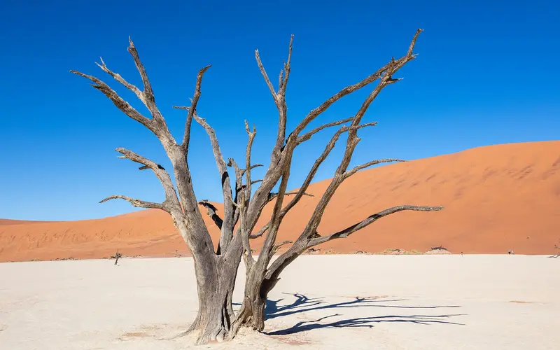 Dead camel thorn trees on the white clay pan of Deadvlei beneath red dunes