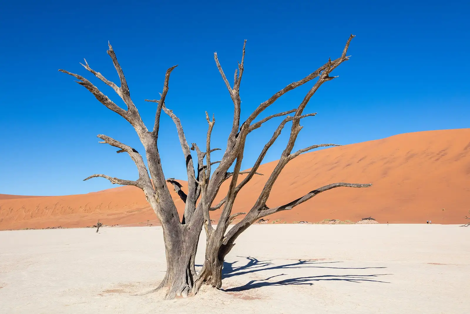 Dead camel thorn trees on the white clay pan of Deadvlei beneath red dunes