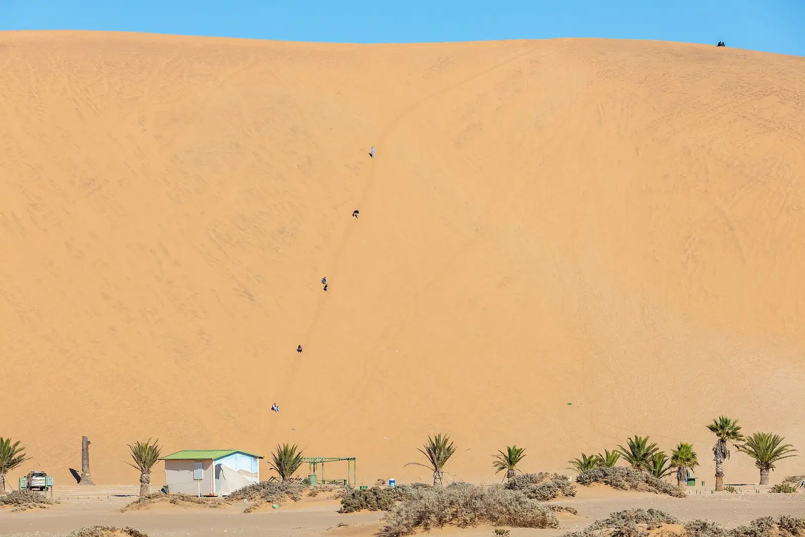 Dune 7 rising behind palm trees at its base near Walvis Bay