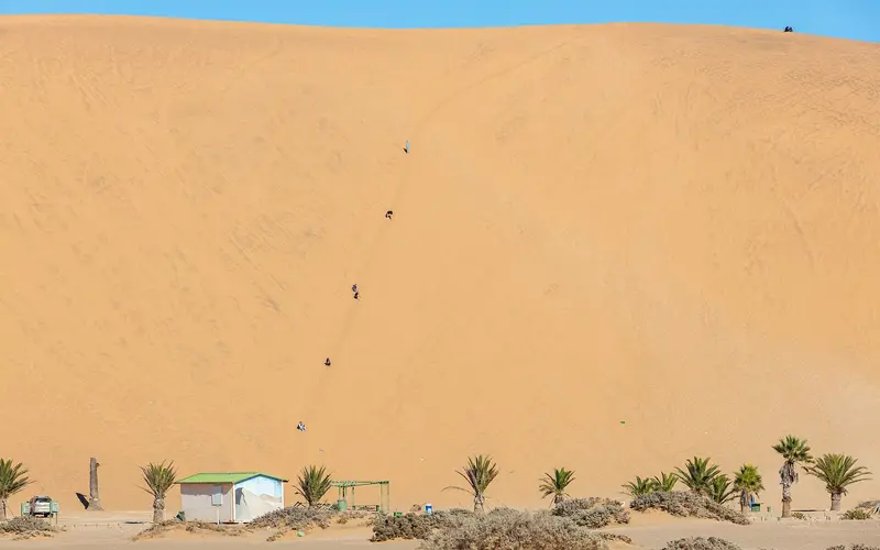 Dune 7 rising behind palm trees at its base near Walvis Bay