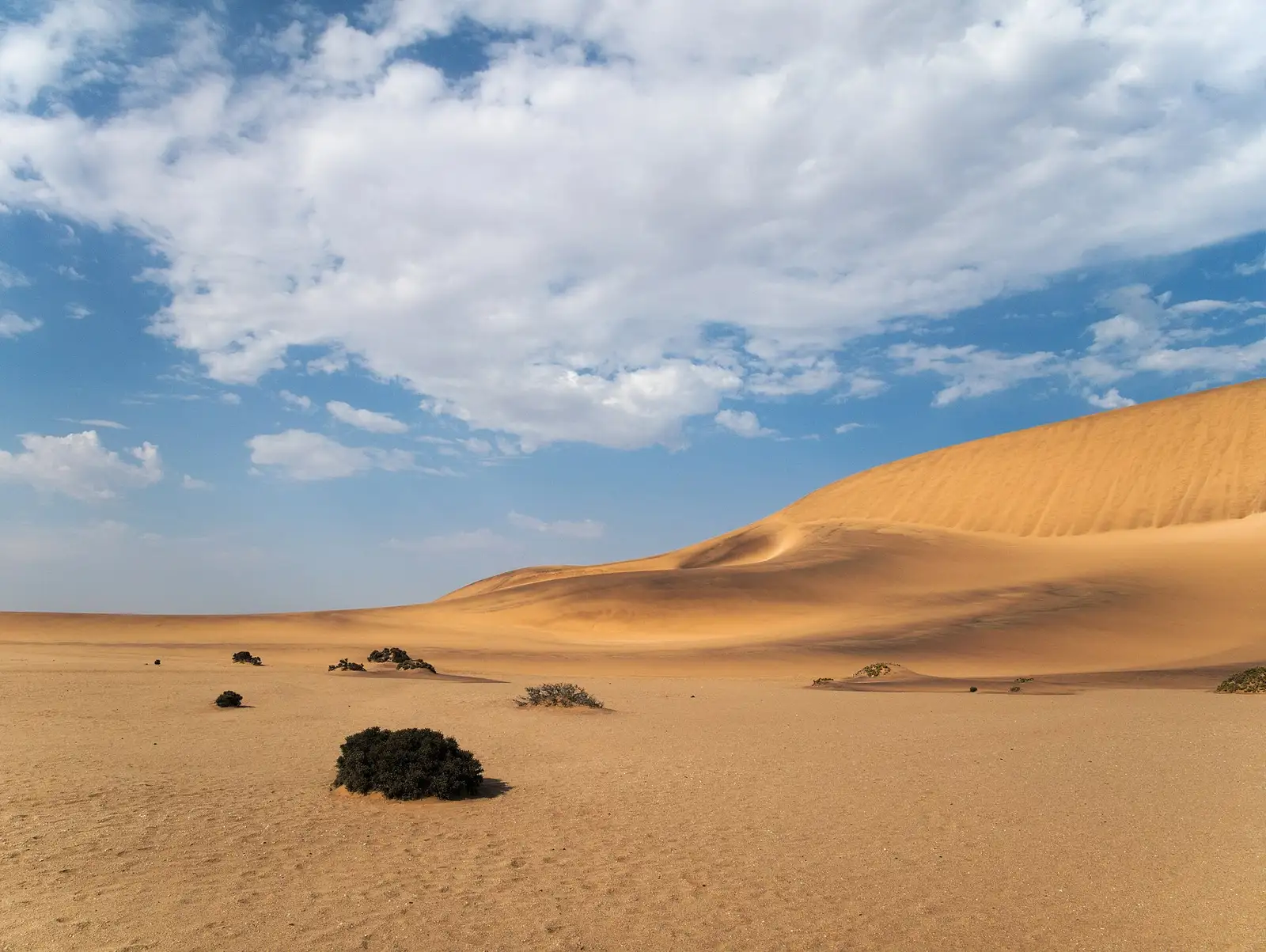 Dunes and desert scrub just south of Swakopmund, free to explore