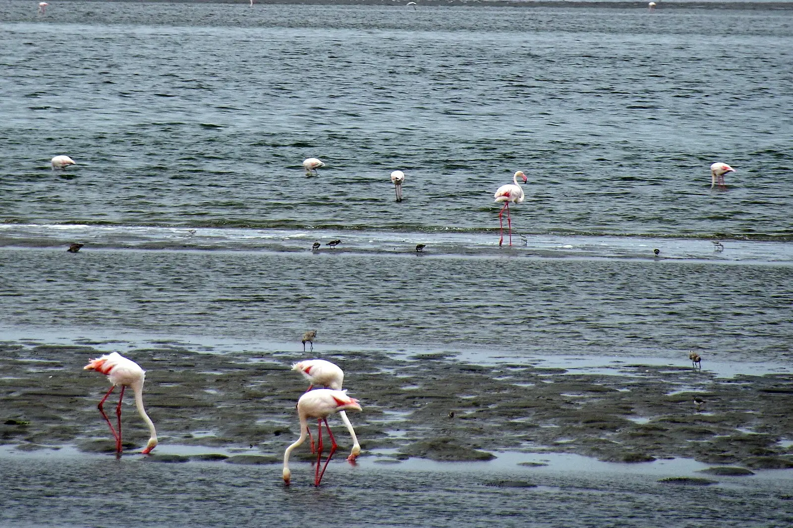 Flamingos feeding in the shallow Walvis Bay lagoon
