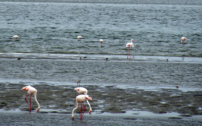 Flamingos feeding in the shallow Walvis Bay lagoon