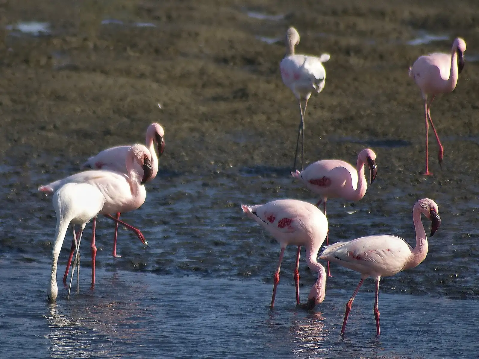 Flamingos feeding in the shallows of Walvis Bay lagoon