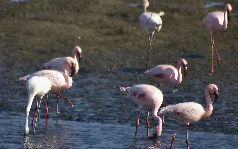 Flamingos beim Fressen im flachen Wasser der Lagune von Walvis Bay