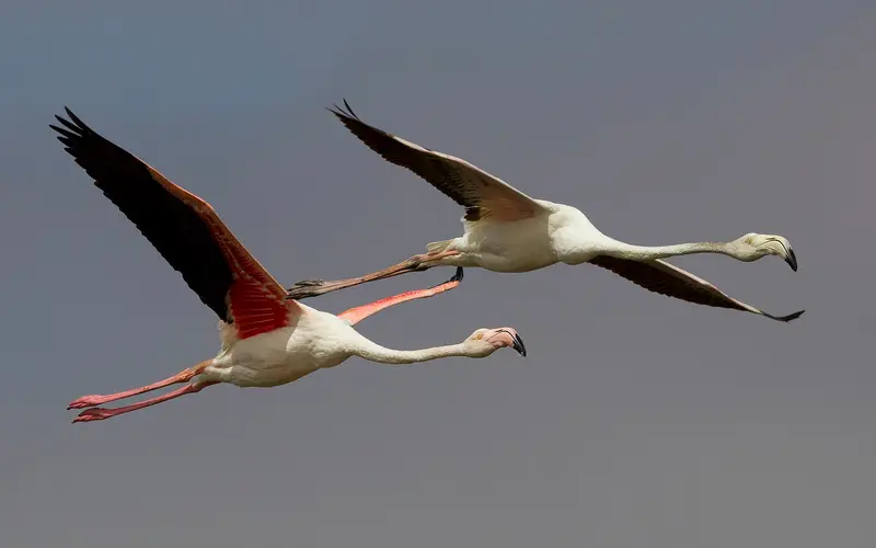 Two flamingos in flight over the water at Walvis Bay
