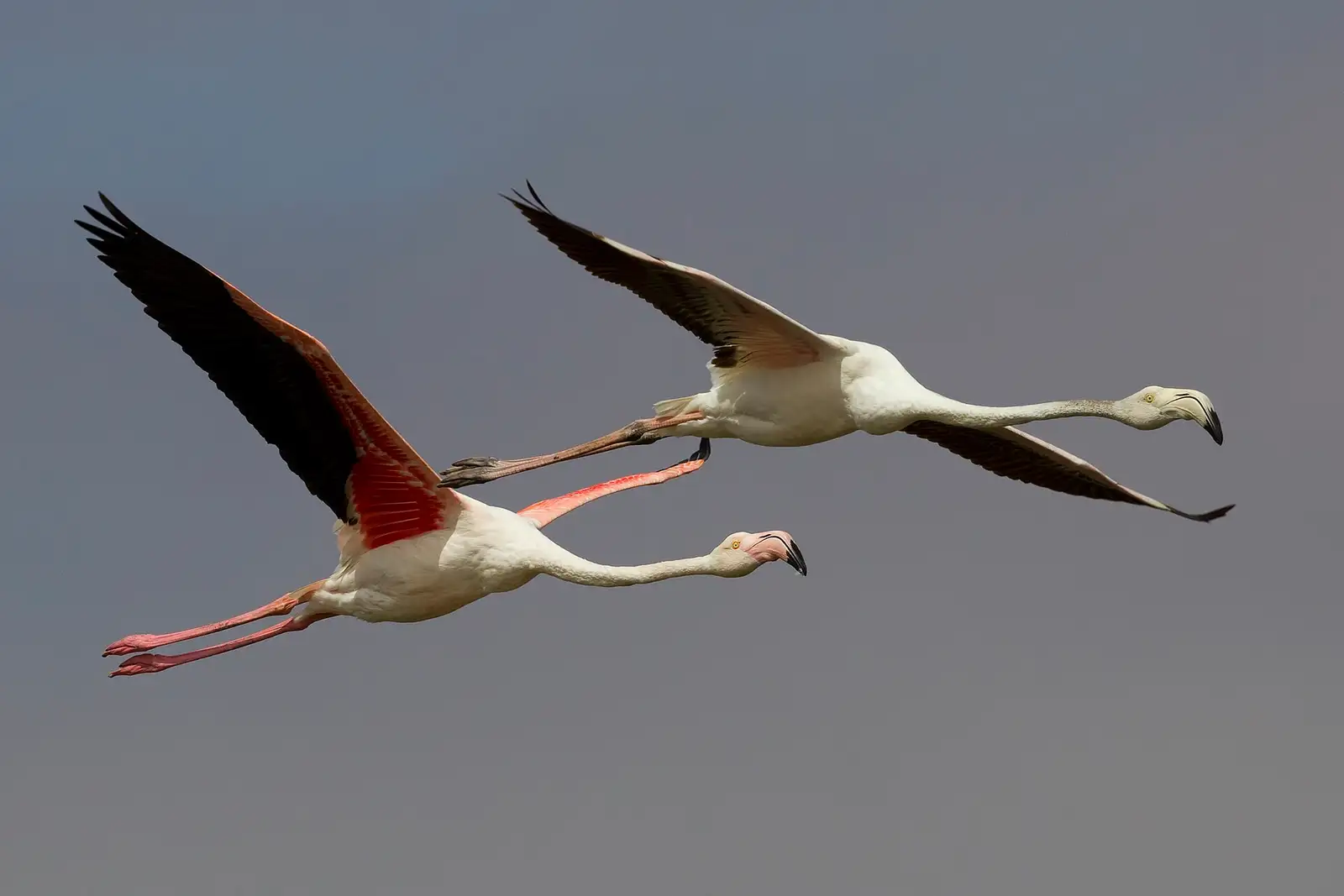 Two flamingos in flight over the water at Walvis Bay