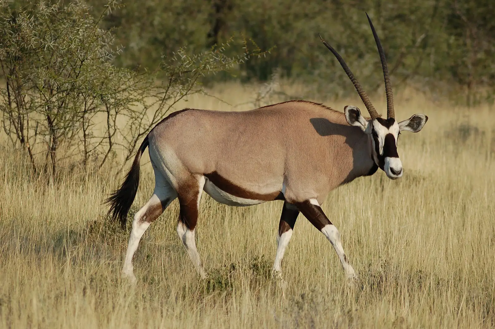 An oryx (gemsbok) standing in the dry grassland of Etosha National Park