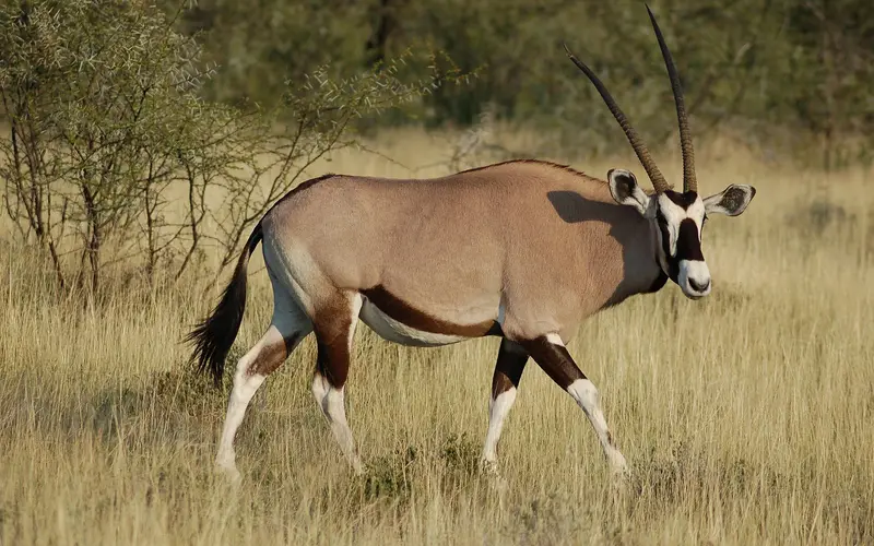 An oryx (gemsbok) standing in the dry grassland of Etosha National Park